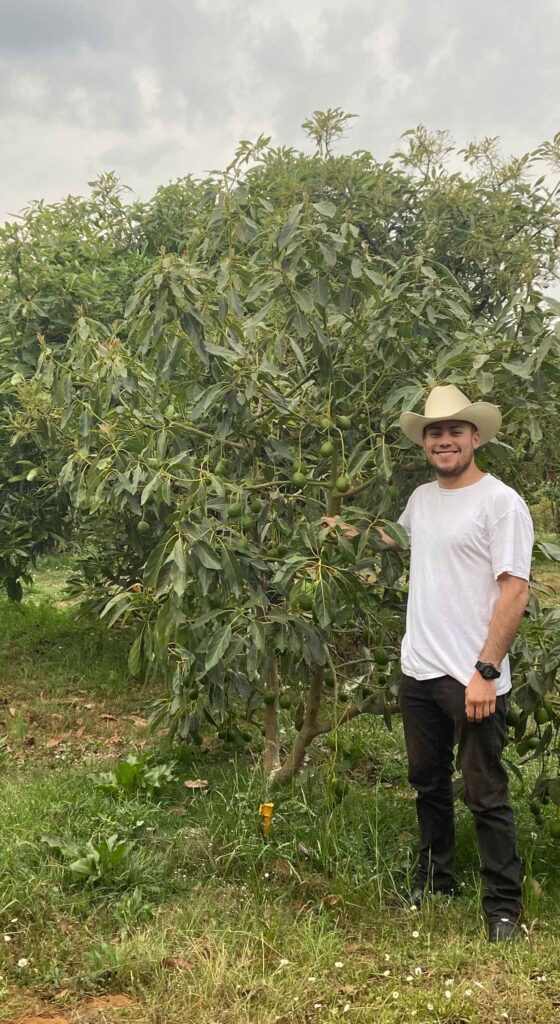 Chuy at his avocado field